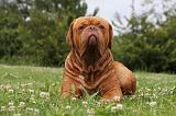 DOGUE DE BORDEAUX 270